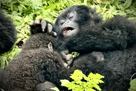 Gorillas in Volcanoes National Park, Rwanda.