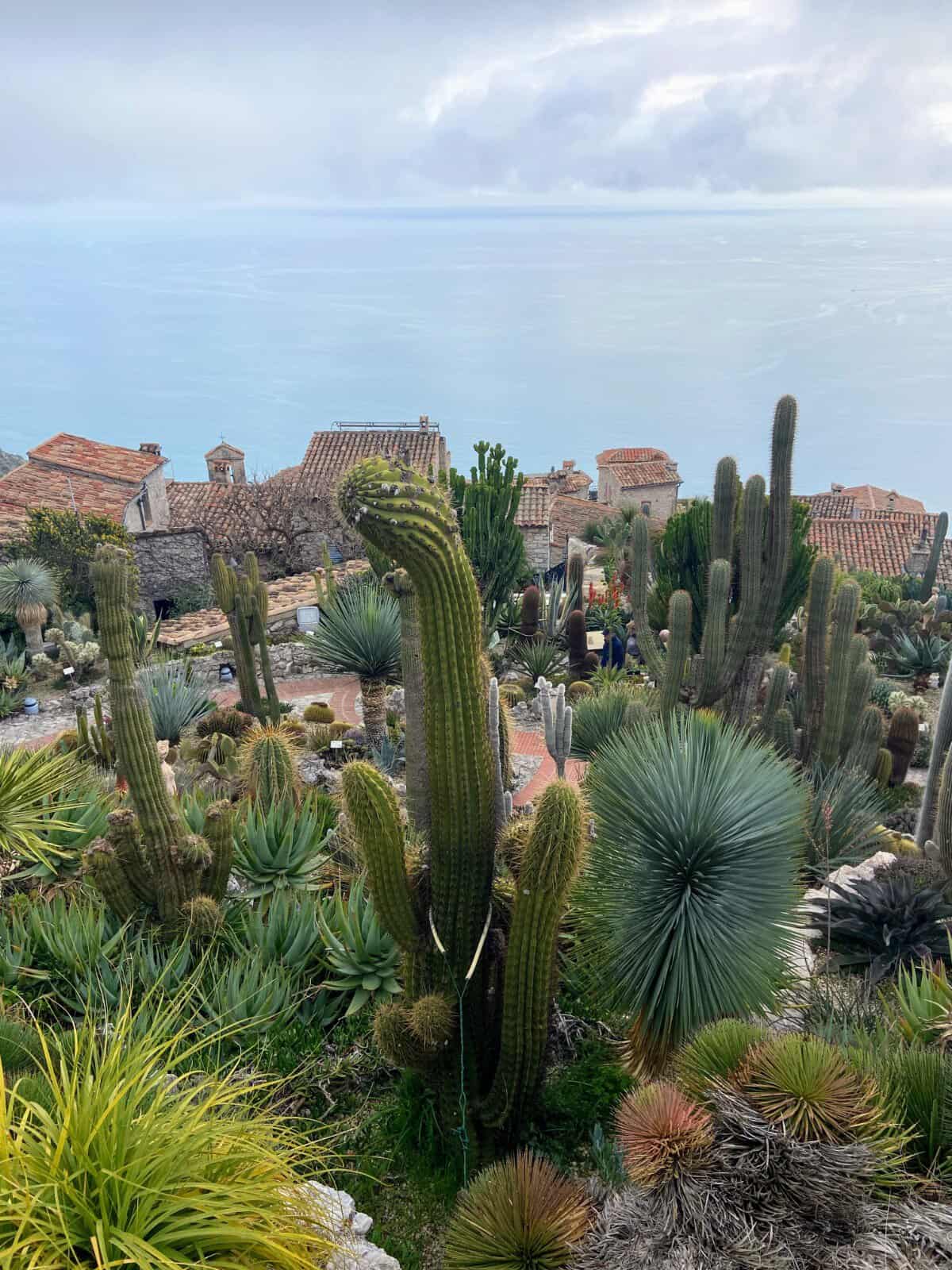 Cacti in Le Jardin Exotique, Eze, France