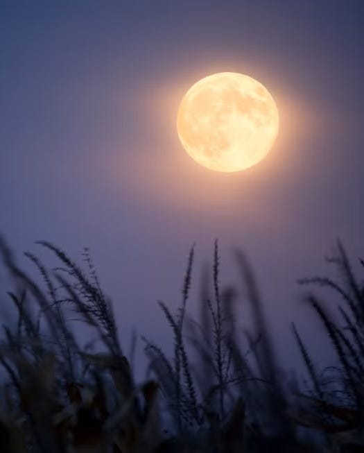 a full moon in a twilight sky above grass