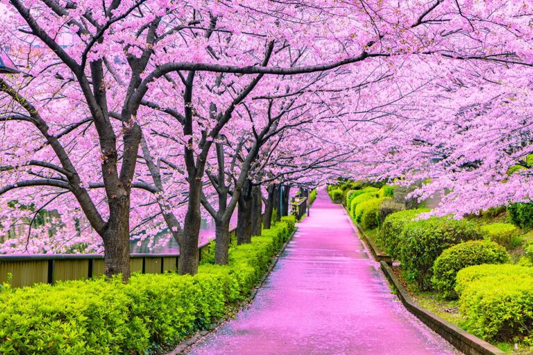 Japan to launch six-month digital nomad visa in March — all that you need to know